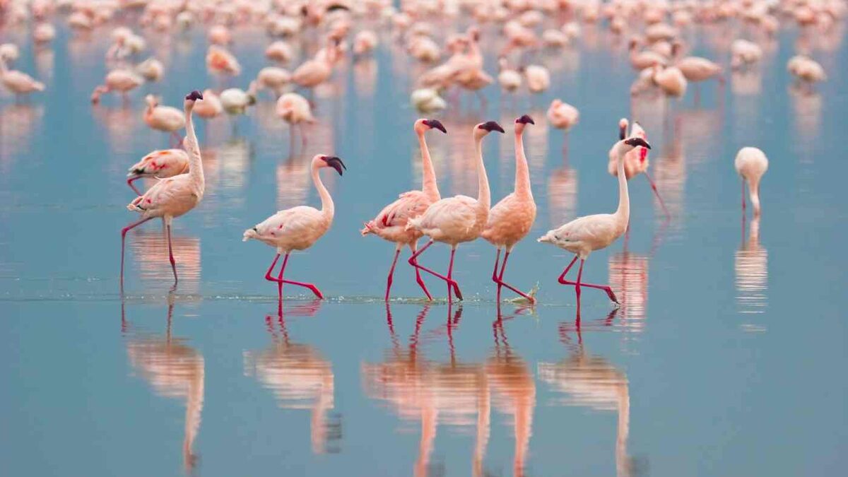 Flamingos wading on a lake — Travel Inspires travel media platform